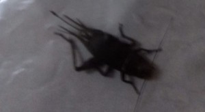  Storie di Bandiere ed aquiloni.