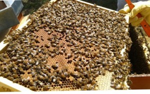 LE MAGLIETTE BIANCHE