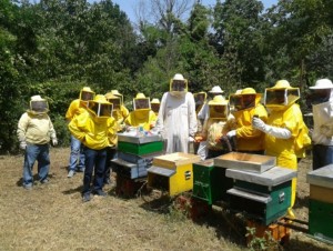 OPPORTUNITÀ: AL VIA IL CORSO DI APICOLTURA A TEANO.