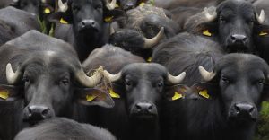 IL VILLAGGIO DI BABBO NATALE APPRODA A TEANO!