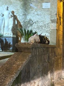 VICO VIOLA SOMMERSA DAI RIFIUTI: IMMONDIZIA LASCIATA IN STRADA E RESIDENTI ESASPERATI.